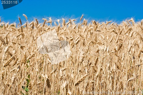 Image of Wheat field