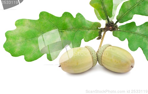 Image of Acorn