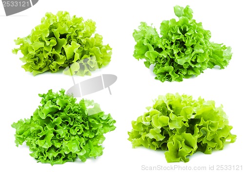 Image of Lettuce