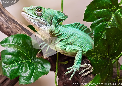 Image of Plumed basilisk