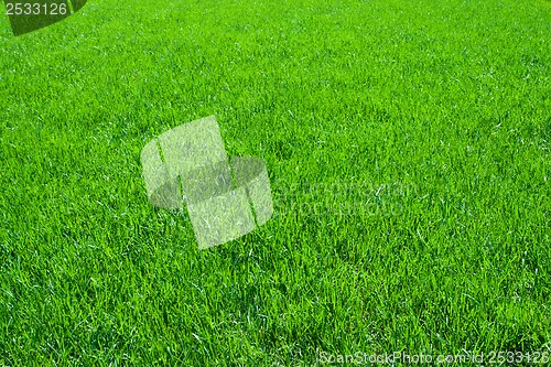 Image of Green grass