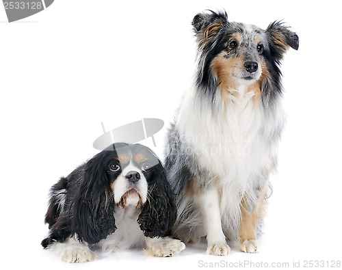 Image of shetland dog and cavalier king charles