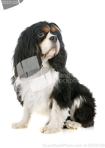 Image of cavalier king charles