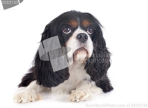 Image of cavalier king charles