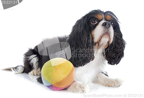 Image of cavalier king charles