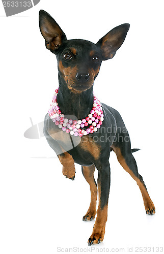 Image of miniature pinscher