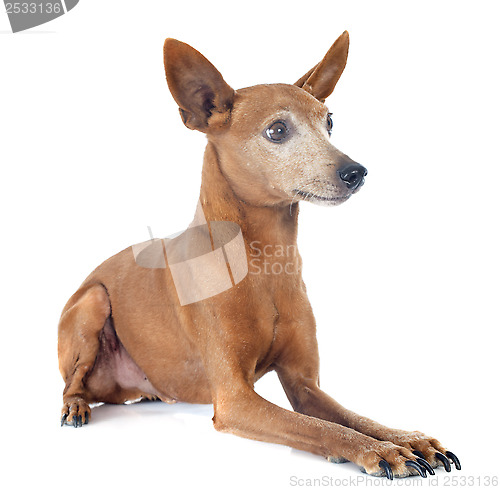 Image of miniature pinscher