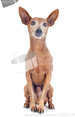 Image of miniature pinscher