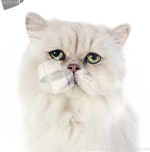 Image of white persian cat