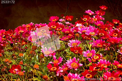 Image of Flower backgrond , spring bloom