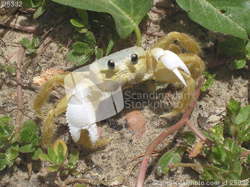 Image of Crab staring at you