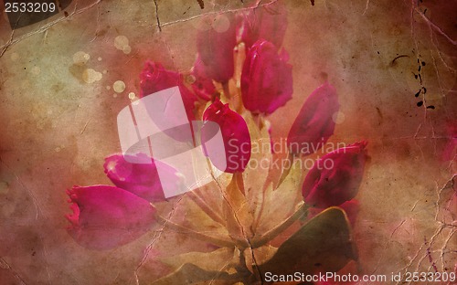 Image of Flower backgrond , spring bloom