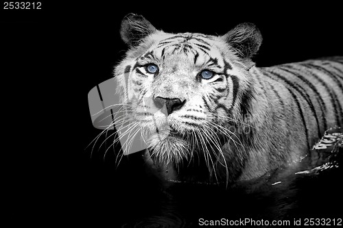 Image of White Tiger