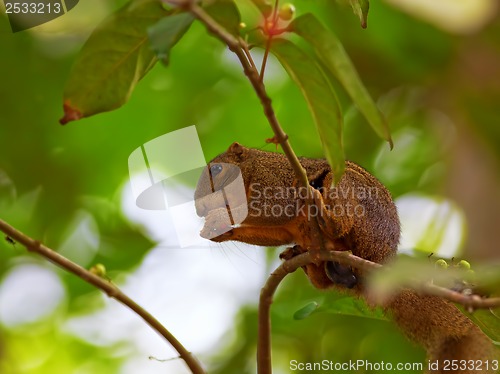 Image of Red Squirrel