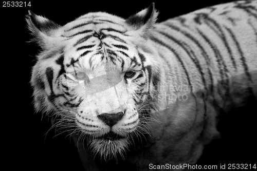 Image of White Tiger