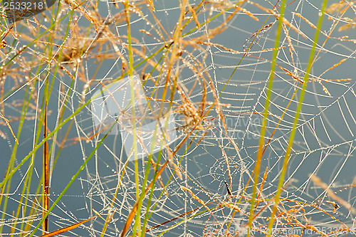 Image of Cobwebs on the -- the blades of grass with dew drops in the earl
