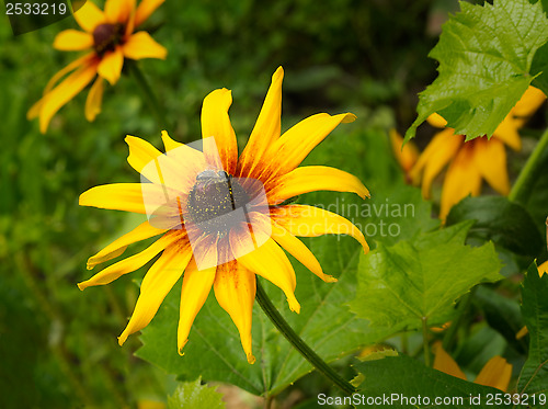 Image of Bee gathers honey in the heart of the big yellow flower.