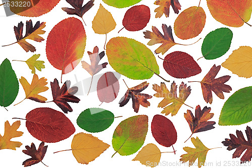 Image of Autumn leaves with different trees on a white background.