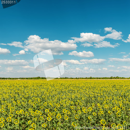 Image of sunflowers field and blue cloudy sky