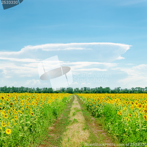 Image of clouds on blue sky over road in sunflowers field