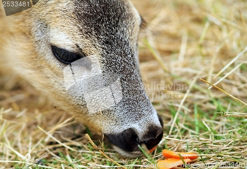 Image of roe deer being fed with carrots
