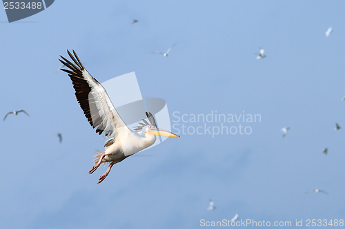 Image of great pelican flying over the sky