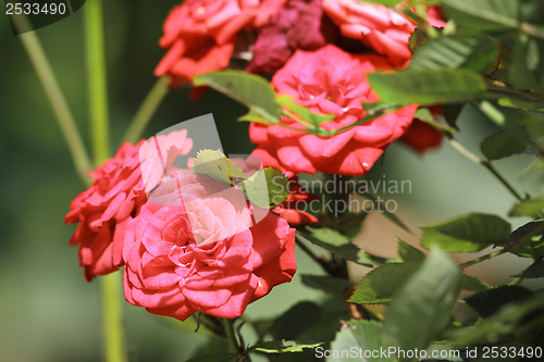 Image of pink roses in the garden