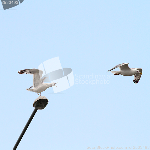 Image of gulls arguing for electric post