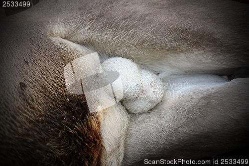 Image of deer testicles