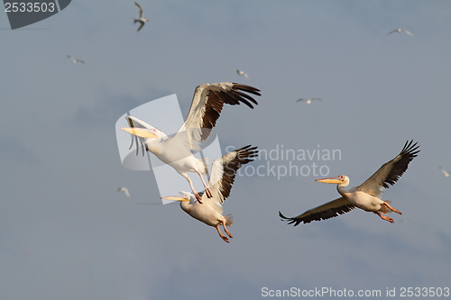 Image of flock of three pelicans flying