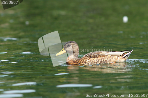 Image of wild duck on the lake