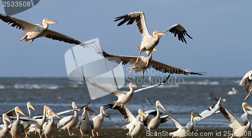 Image of flock of pelicans taking flight at Sahalin