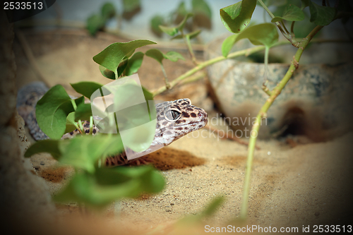 Image of leopard lizard