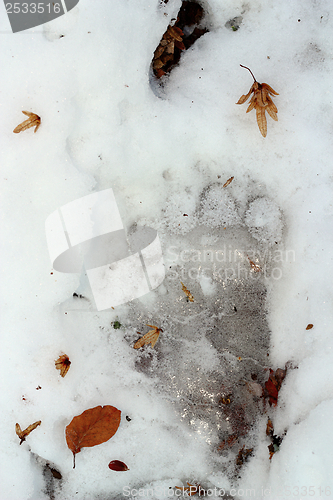 Image of brown bear trace in ice