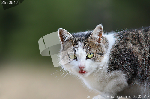 Image of portrait of a domestic cat