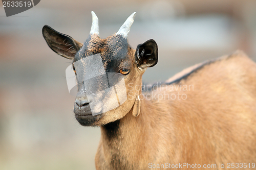 Image of brown goat ram