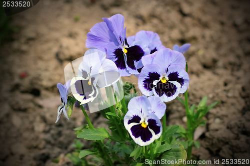 Image of colorful pansy flowers