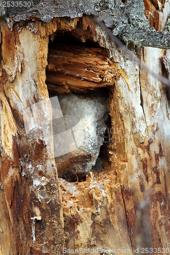 Image of salt block for deers