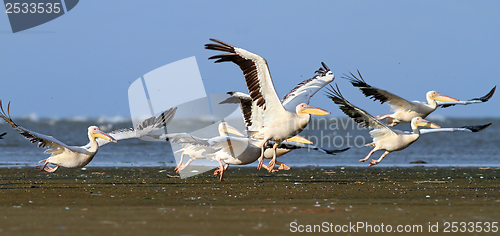 Image of pelicans taking off from sea shore