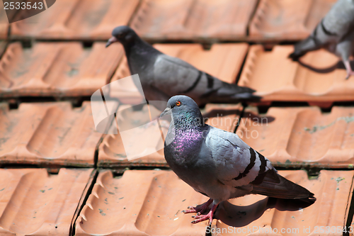 Image of male pigeon on the roof tiles