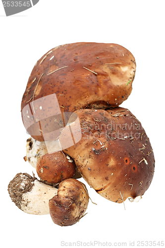 Image of bunch of boletus edulis