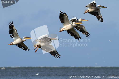 Image of flock of pelicans flying over the sea