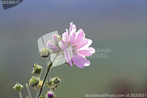 Image of malva sylvestris in bloom