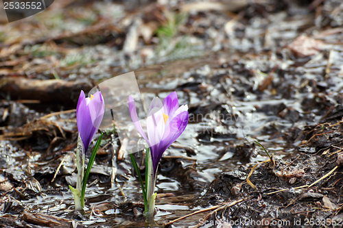 Image of crocus sativus growing in small water