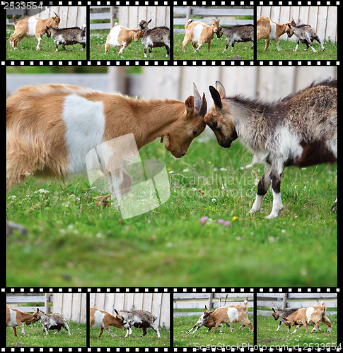 Image of sequences of two rams fight