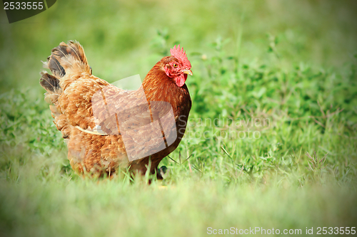 Image of colorful hen on green meadow