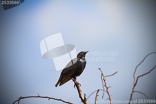 Image of starling on a twig