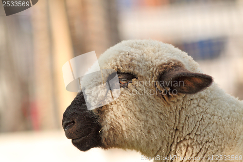 Image of side view of white lamb