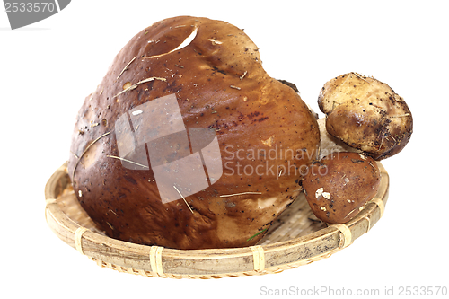 Image of bunch of boletus edulis isolated on white