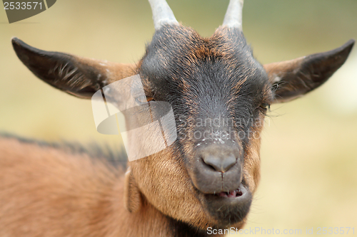 Image of portrait of funny goat chewing